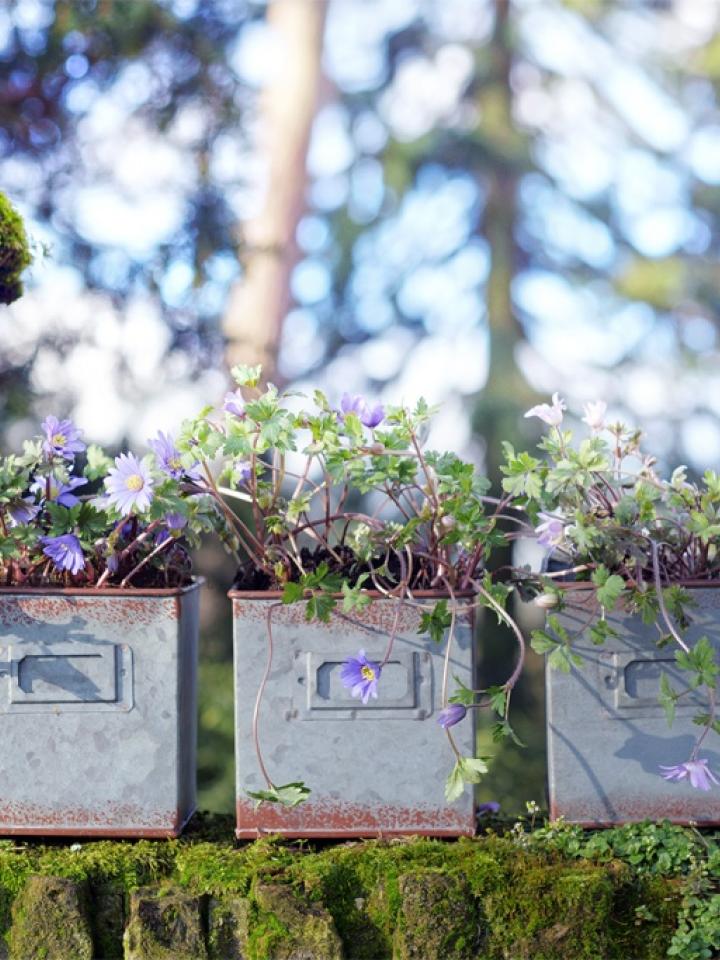 Anémone bleue | Ma plante mon bonheur