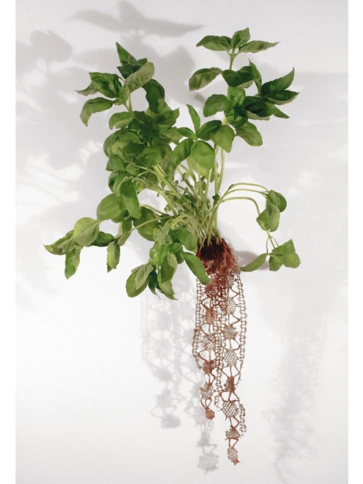 maplantemonbonheur.fr biolace plante tisseuse