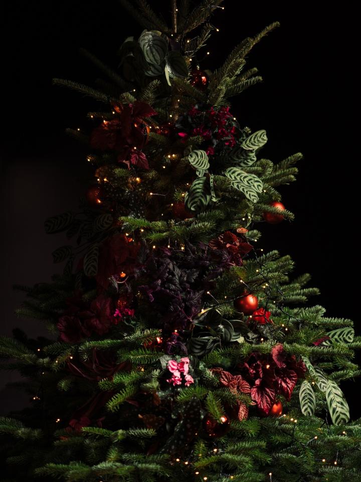 Décorez le sapin de Noël avec des plantes _Maplantemonbonheur.fr