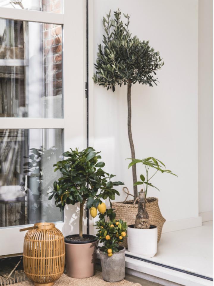 Geboorteboom Mooiwatplantendoen.nl Geboorteboom Mooiwatplantendoen.nl