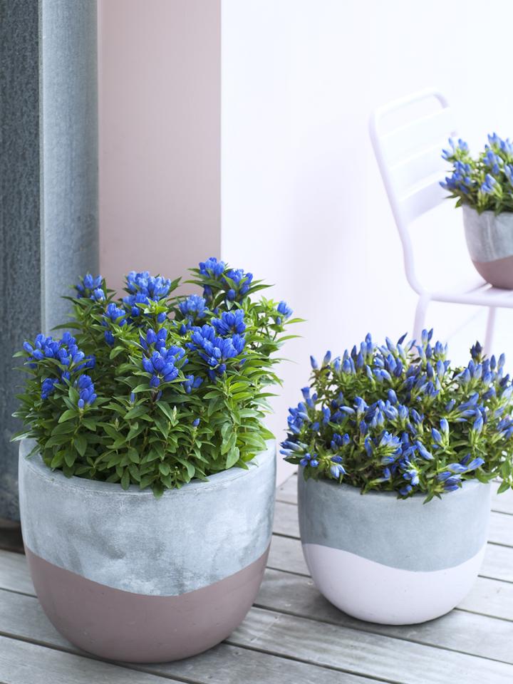 Gentiaan Mooiwatplantendoen.nl Gentiaan Mooiwatplantendoen.nl