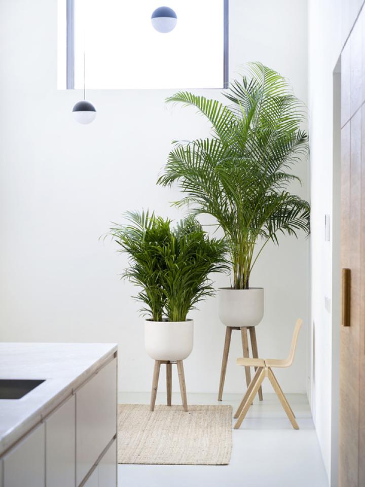 Goudpalm Areca Mooiwatplantendoen.nl