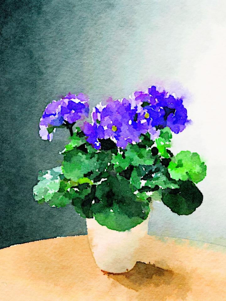  maplantemonbonheur.fr application smartphone couleur aquarelle