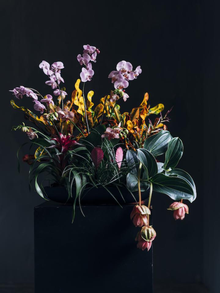 Noël bouquet de plantes _Maplantemonbonheur.fr