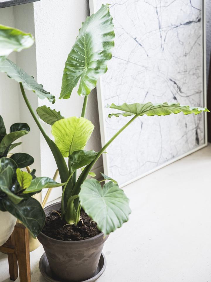 Plantes d'intérieur, une décoration vivante chez soi