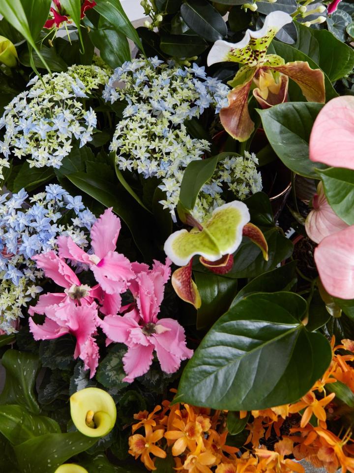 Une sélection de plantes pour la fête des Mères _Maplantemonbonheur.fr