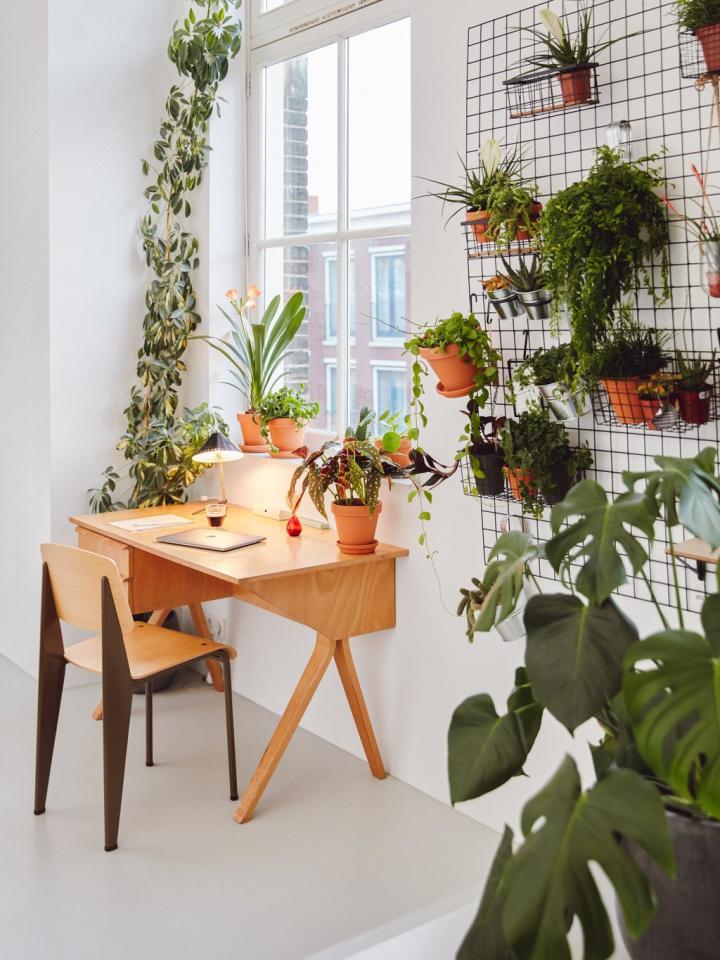 Du plant design pour votre espace de travail _ Maplantemonbonheur.fr