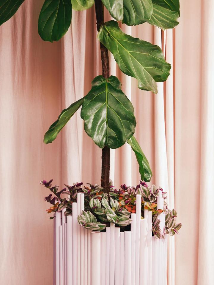 Plantez une bordure rose au pied d’une plante verte _Maplantemonbonheur.fr