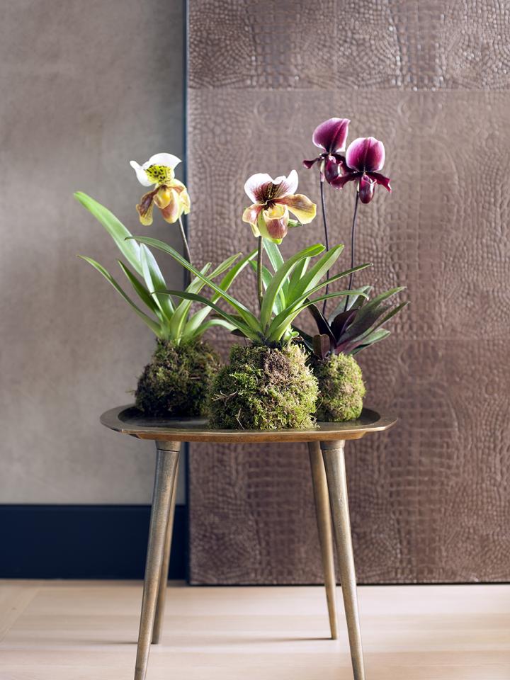 Kokedama met bijzondere orchideeën Mooiwatplantendoen.nl