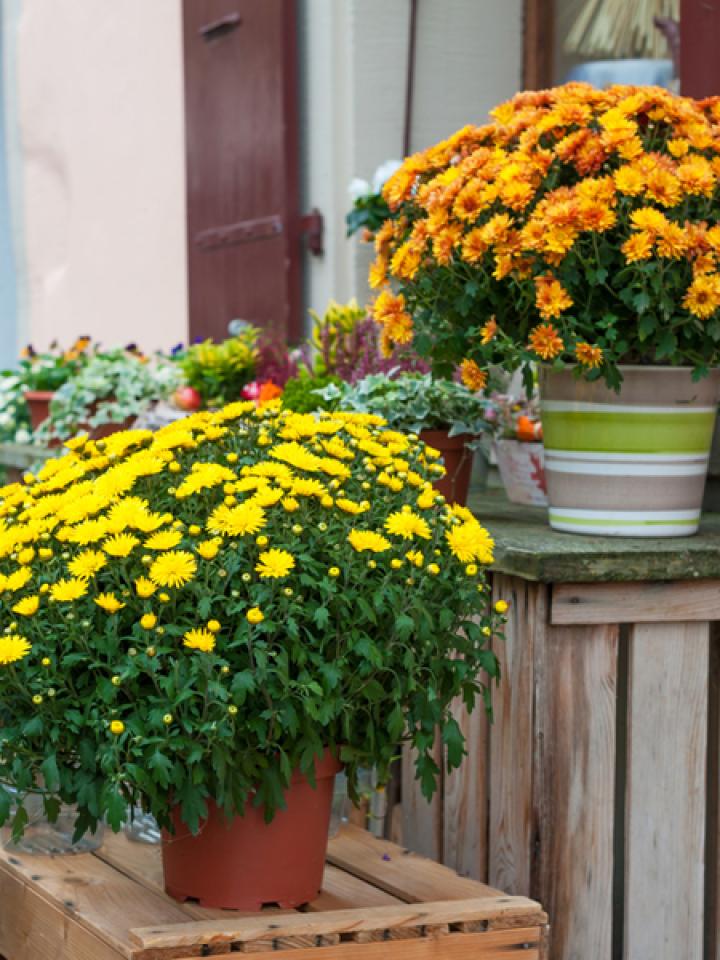 Potchrysanten kun je zowel binnen als buiten neerzetten - mooiwatplantendoen.nl