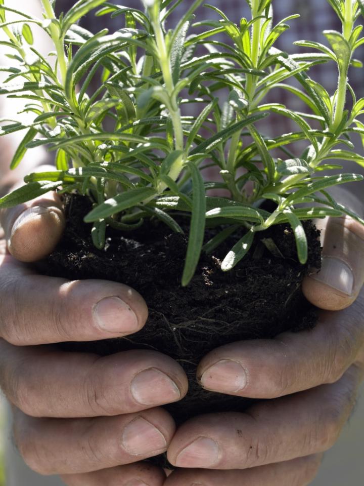 Une plante carnivore qui attrape les moustiques