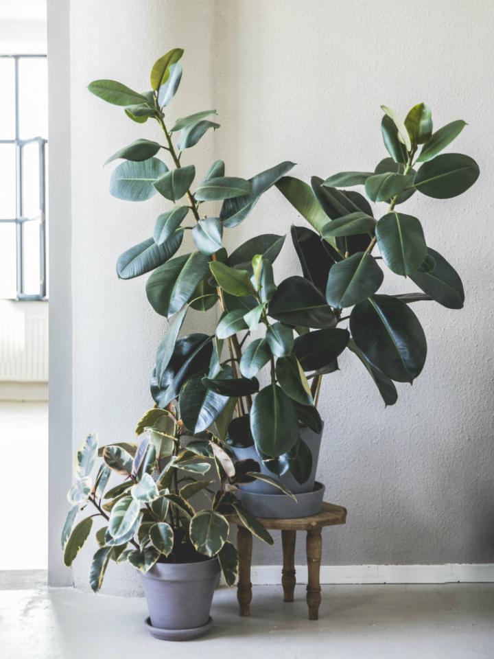 Comment certaines plantes produisent-elles du caoutchouc ? Lou, 8 ans -  Images Doc