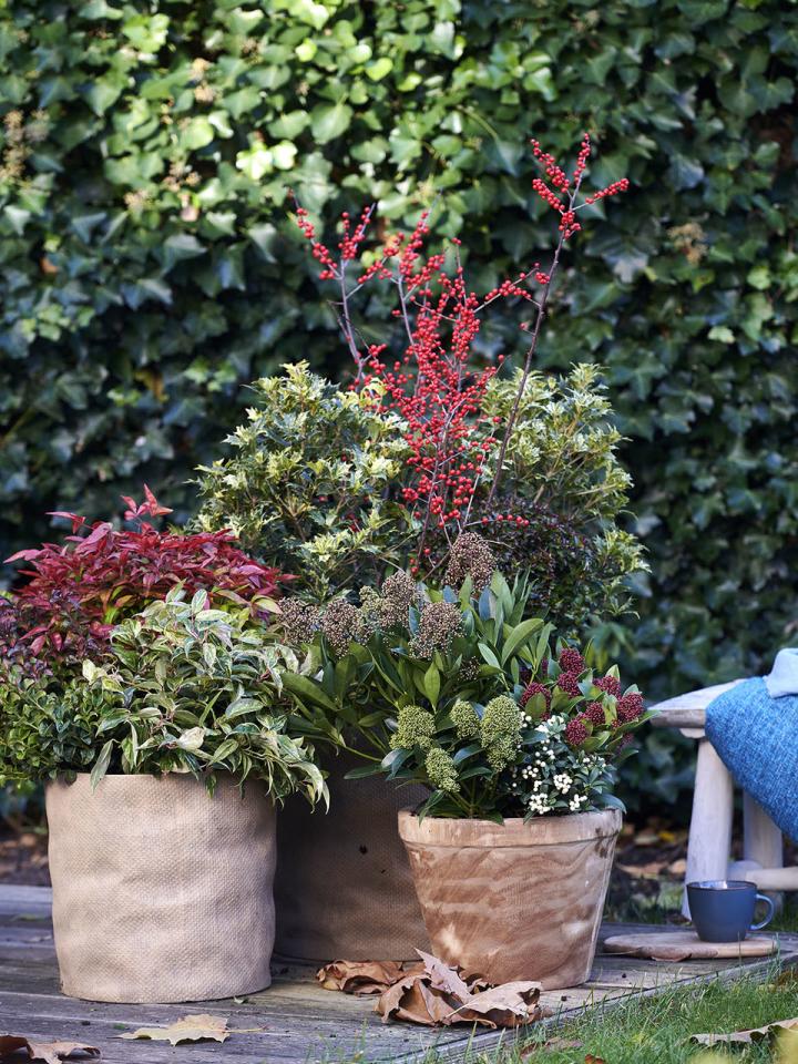 Red Classics thejoyofplants.co.uk Red Classics thejoyofplants.co.uk