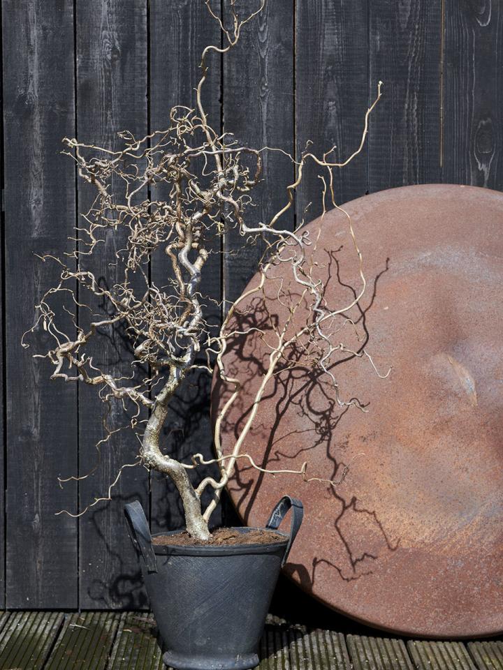 D'où vient le célèbre arbre magique ?