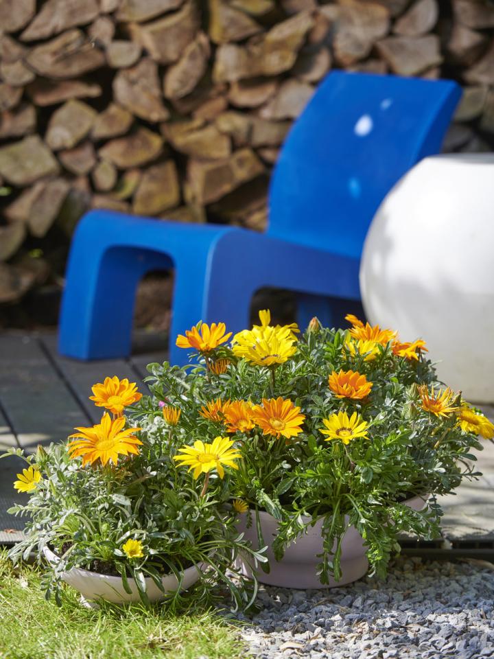 Gazania, fleur qui s'ouvre avec le soleil - JM🌿Flora