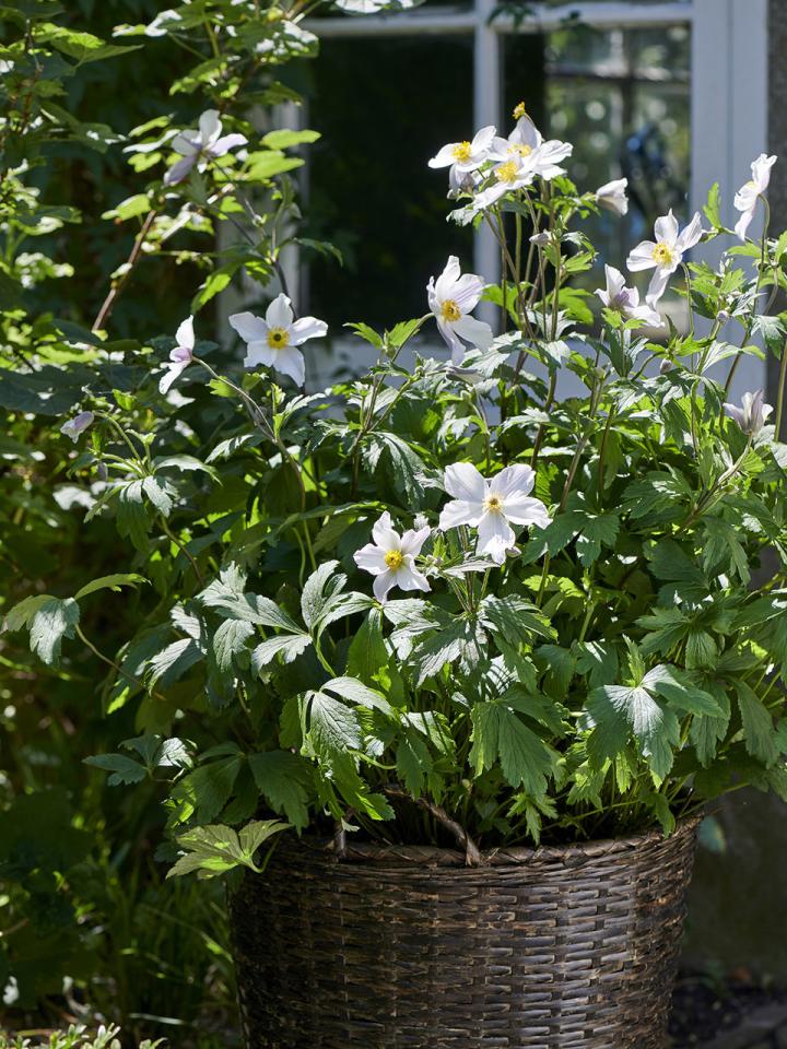 Anémone | Ma plante mon bonheur