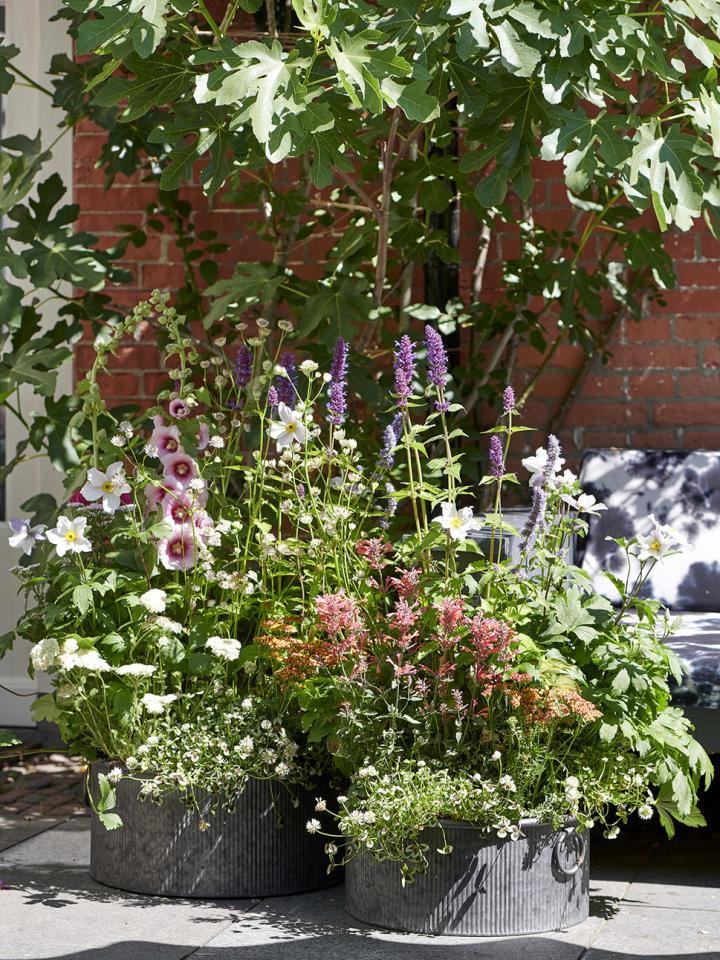 Des fleurs pour les abeilles_Maplantemonbonheur.fr