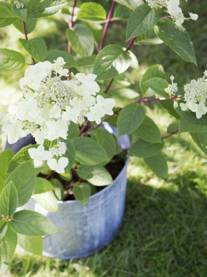 L'hortensia paniculé - plante de jardin 2016 L'hortensia paniculé - plante de jardin 2016