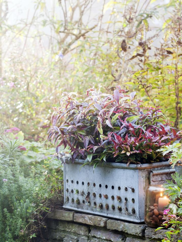 Leucothoe - Mooiwatplantendoen.nl Leucothoe - Mooiwatplantendoen.nl