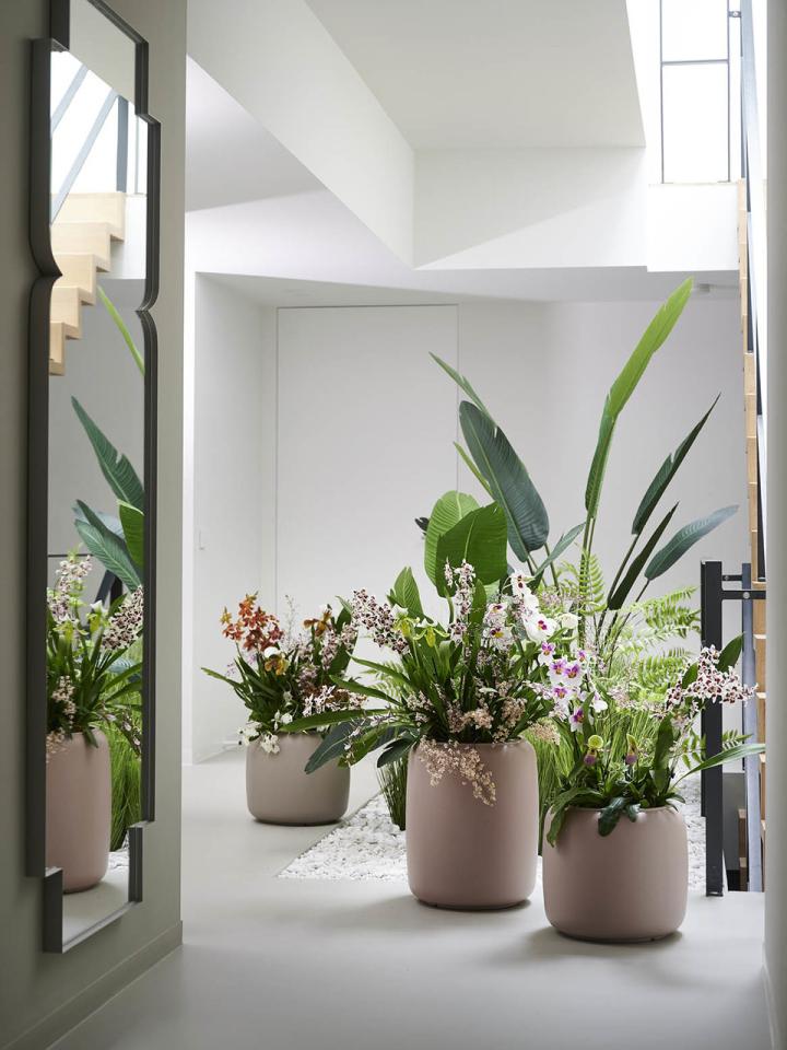 Orchideen-Dschungel für Zuhause gestalten Pflanzenfreude.de