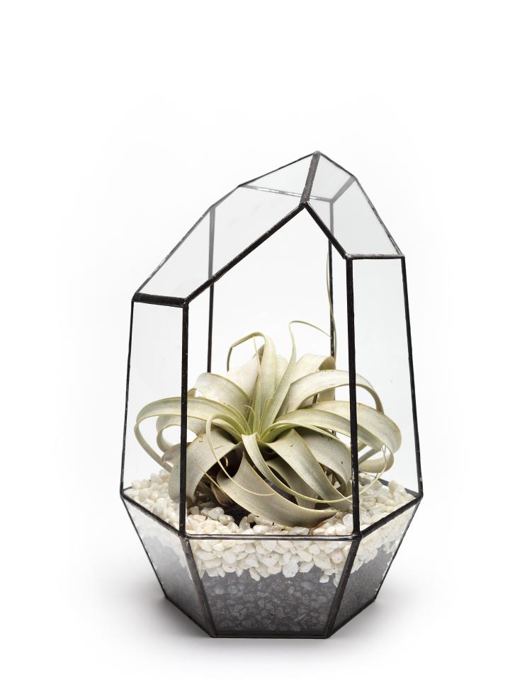 maplantemonbonheur.fr terrarium plante design mini plantes