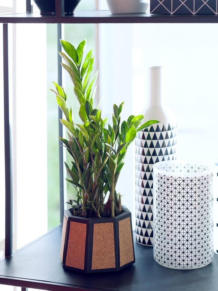 DIY: Designertopf für die Zamioculcas - Pflanzenfreude.de