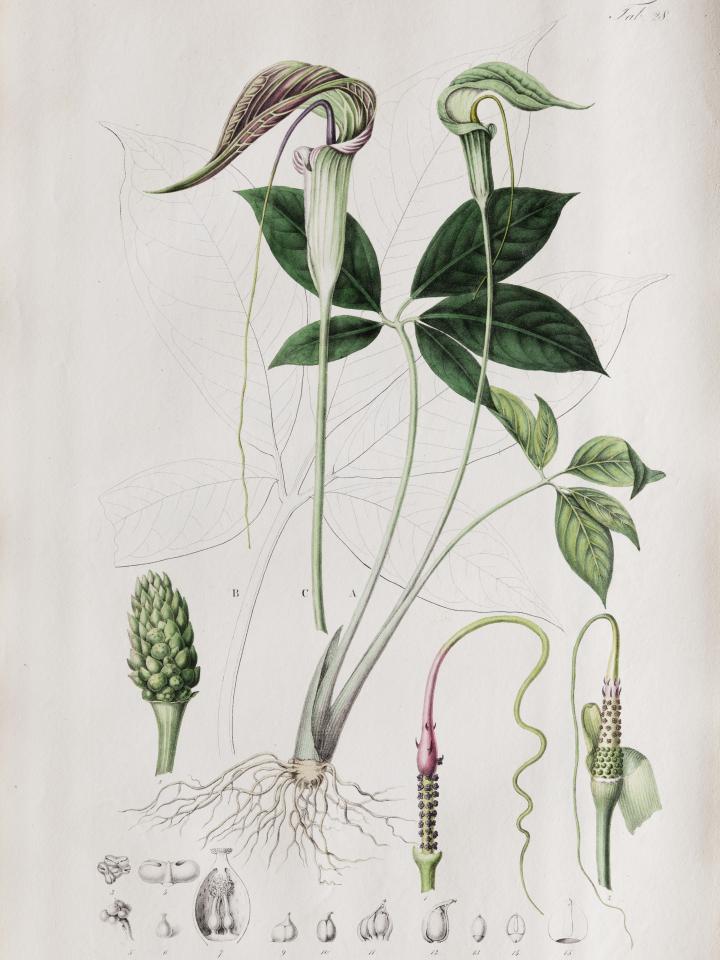 Botanische prints aan de muur Mooiwatplantendoen.nl