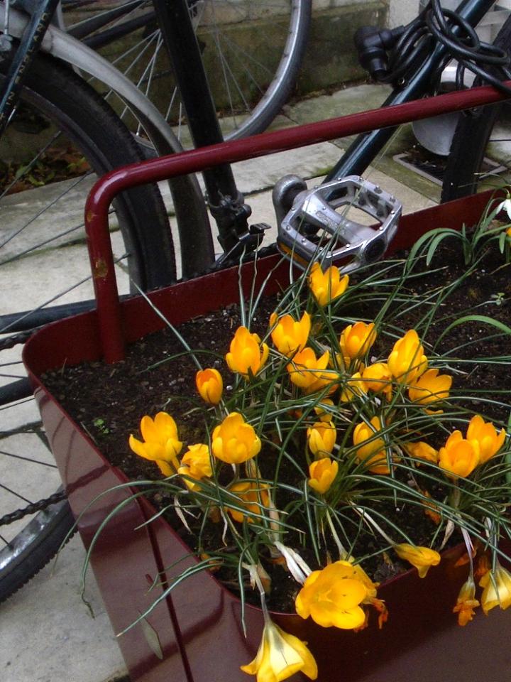 Plante lock velo ville vegetale Maplantemonbonheur.fr 