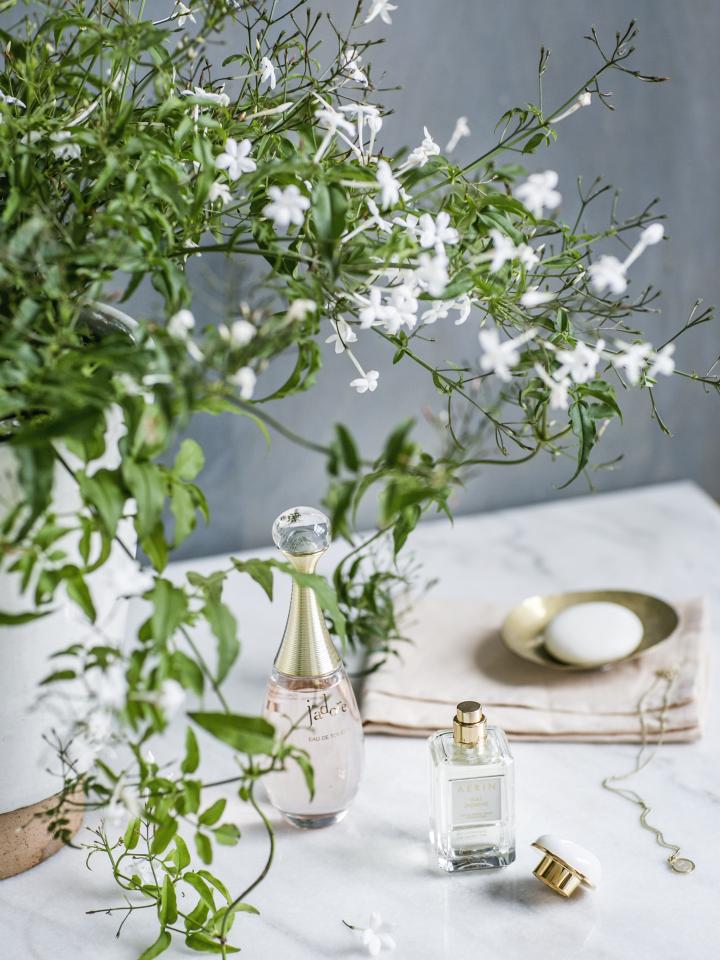 Jasmijn Mooiwatplantendoen.nl Jasmijn Mooiwatplantendoen.nl