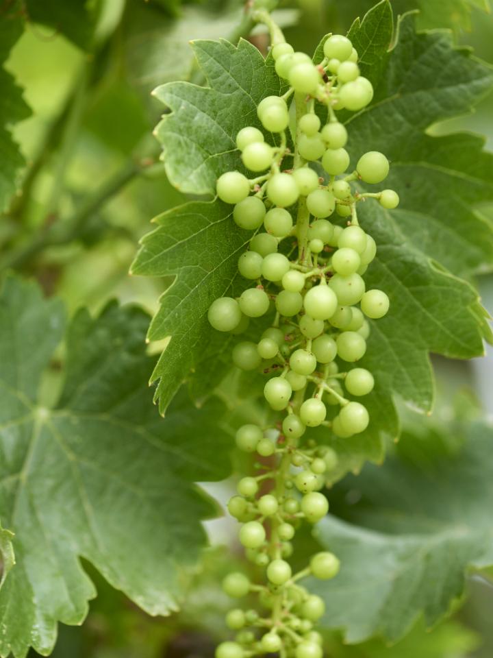 Vigne  Ma plante mon bonheur