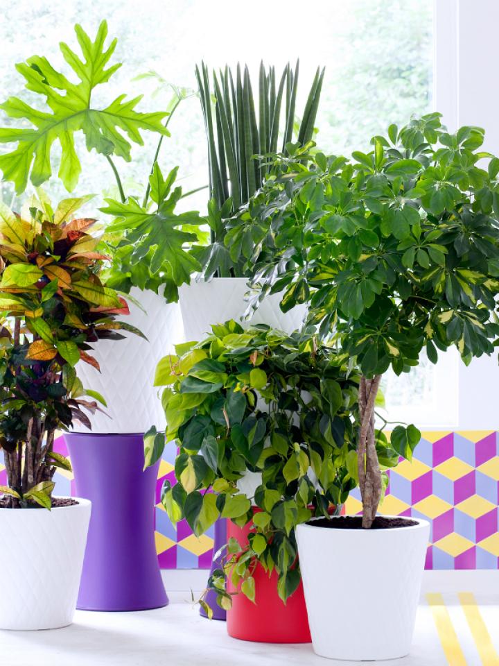 Plantes pour hommes 