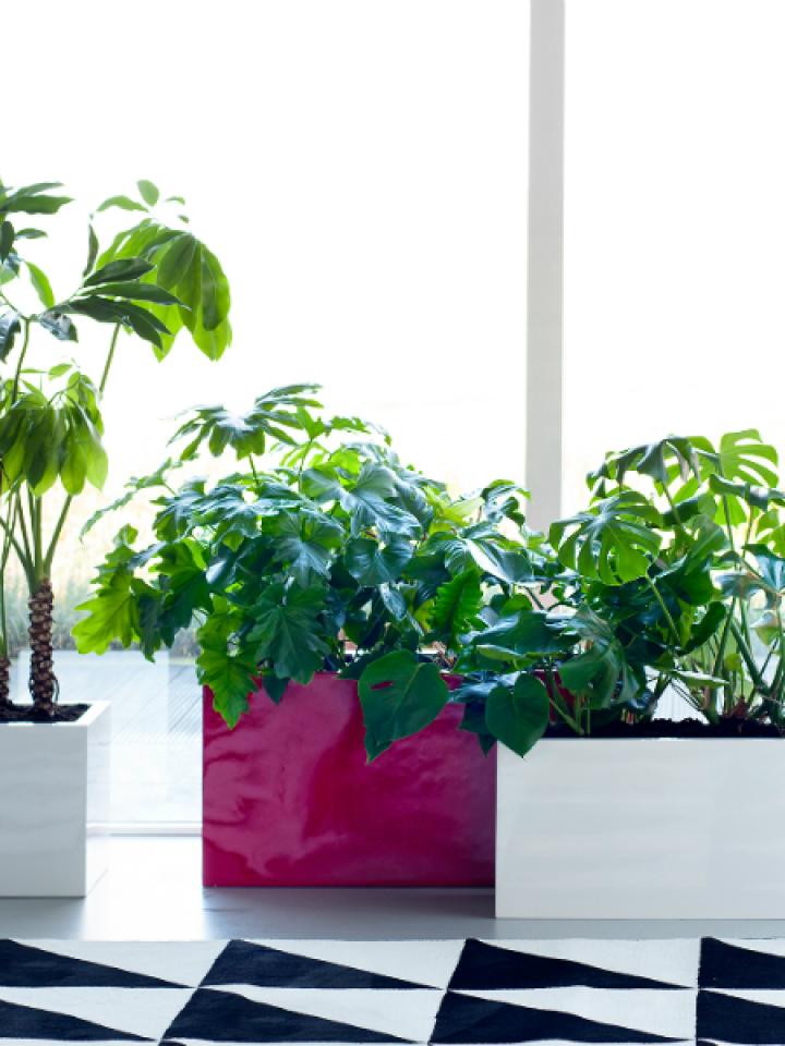 Plantes pour hommes 