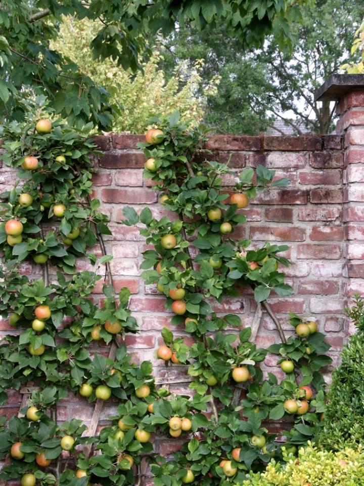 fruitboom, appel, Malus, mooiwatplantendoen