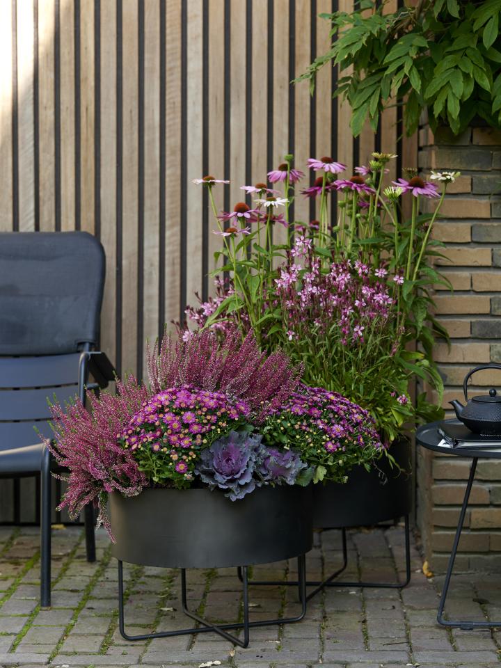 De kleuren van de nazomer | Mooiwatplantendoen.nl