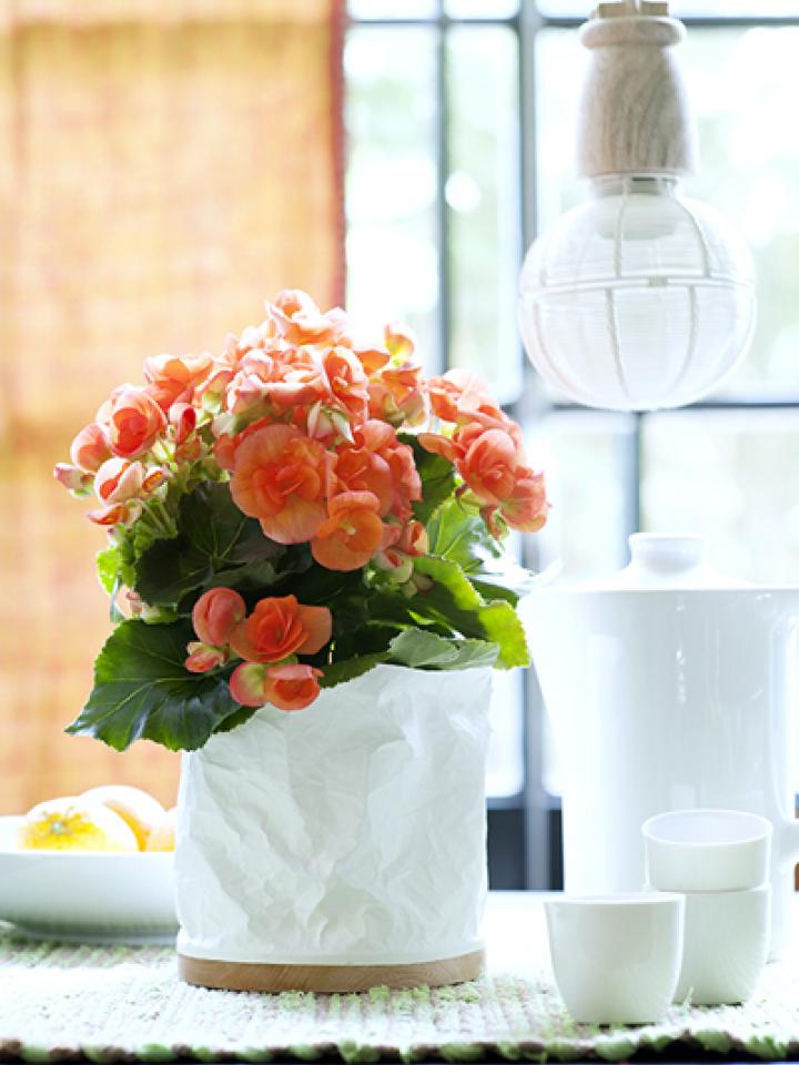 Laat de Begonia’s de sprankeling brengen en houd de basis simpel Laat de Begonia’s de sprankeling brengen en houd de basis simpel Mooiwatplantendoen.nl