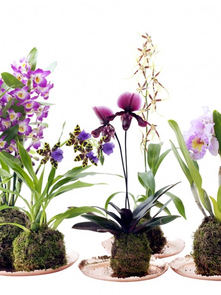 Orchidée Maplantemonbonheur.fr