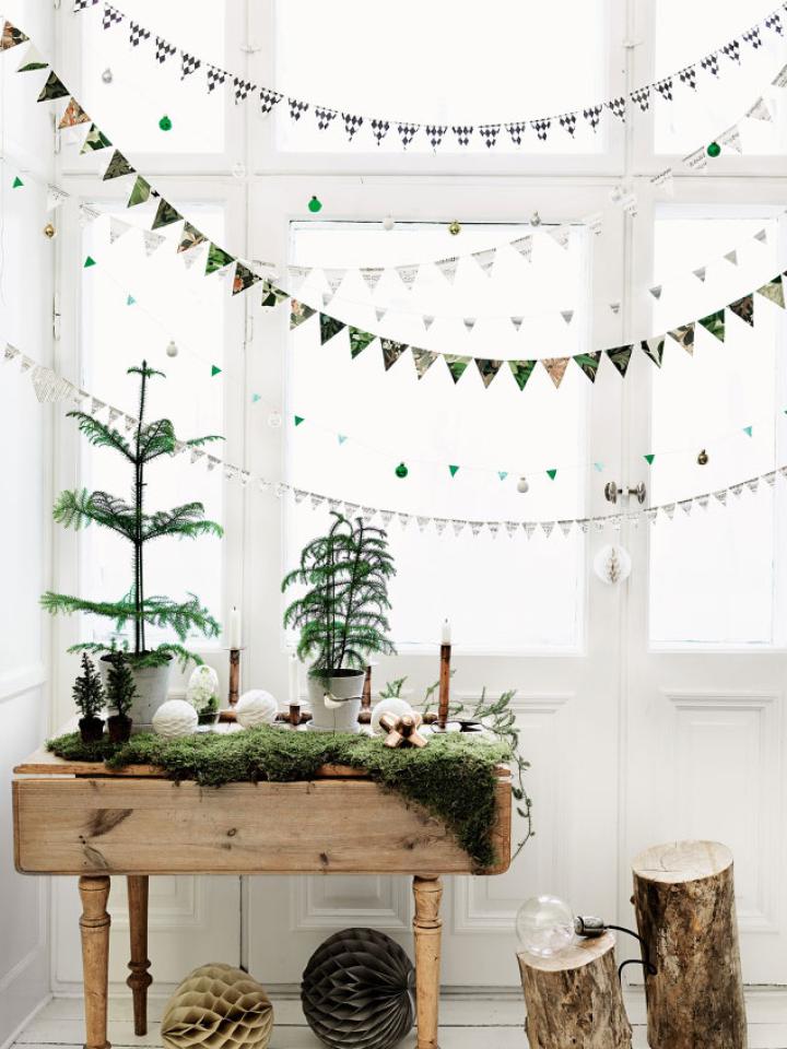 maplantemonbonheur.fr L'Araucaria de Noël maplantemonbonheur.fr, sapin, noel, année, fêtes, Araucaria, plante, tropicale, surprise