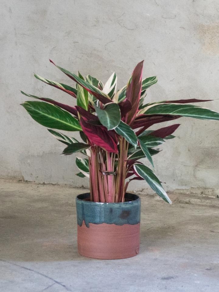 Charlotte Castro Pot design maplantemonbonheur.fr