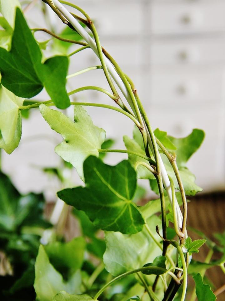 maplantemonbonheur.fr Lierre création DIY vert topiaire