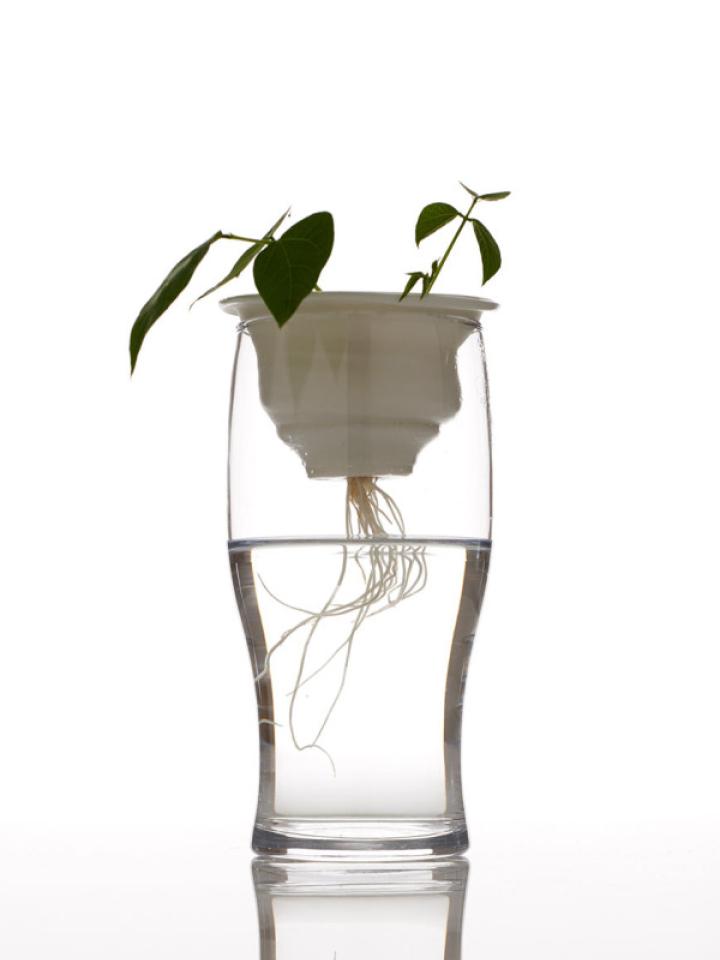 maplantemonbonheur.fr Des plantes au verre maplantemonbonheur.fr Des plantes au verre racine