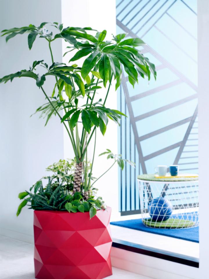 Plantes pour hommes 