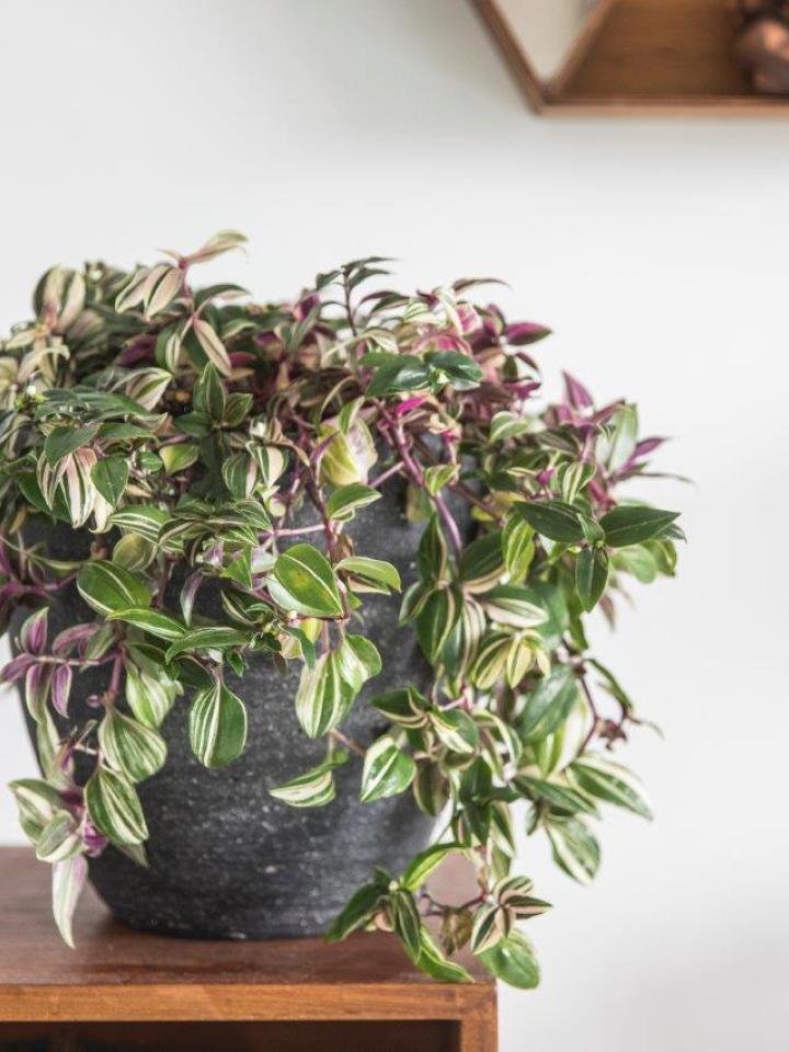 Un tradescantia pour la fête des pères _Maplantemonbonheur.fr