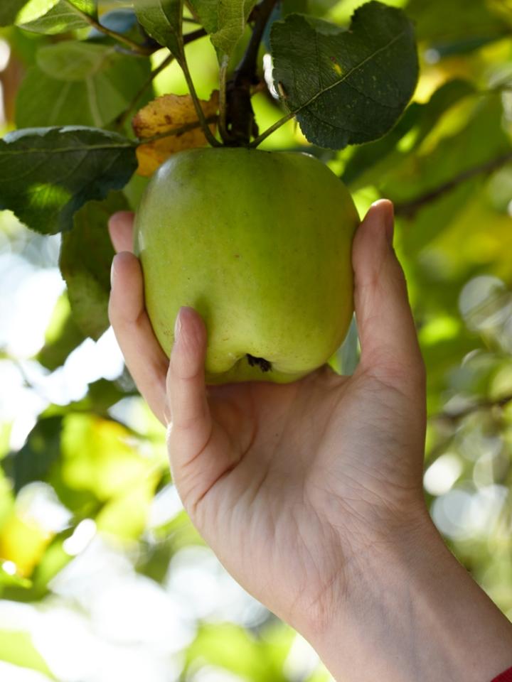 fruitboom, appel, Malus, mooiwatplantendoen