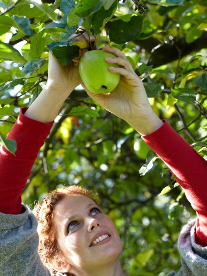 fruitboom, appel, Malus, mooiwatplantendoen