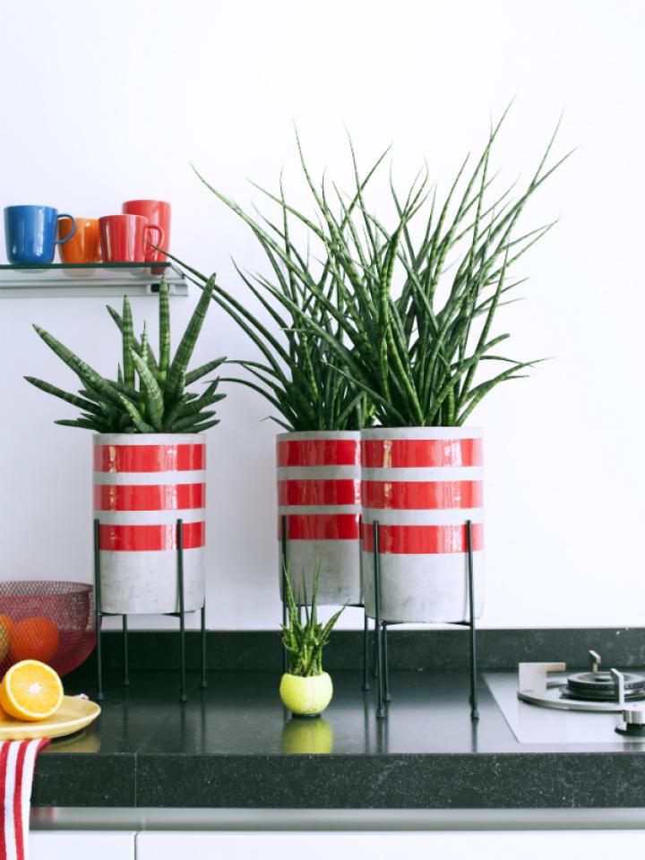 Plantes pour hommes 