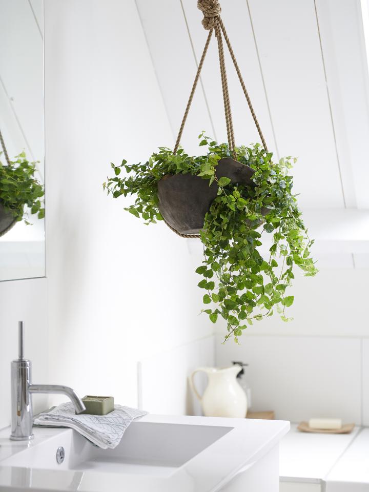 Les plantes de salle de bain Maplantemonbonheur.fr