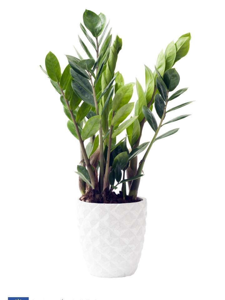 Zamioculcas Maplantemonbonheur.fr