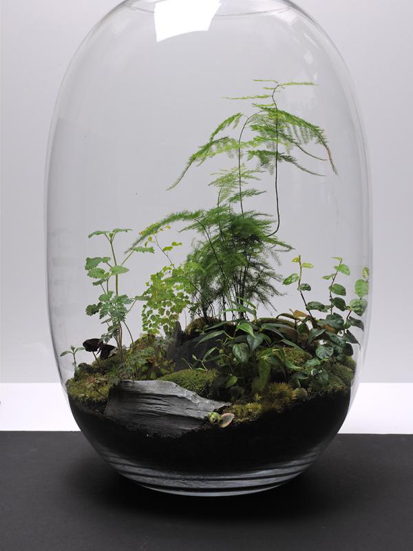 Maplantemonbonheur.fr LES JARDINS DE KALI Maplantemonbonheur.fr plante jardin paris terrarium Kali Vermes terrasse