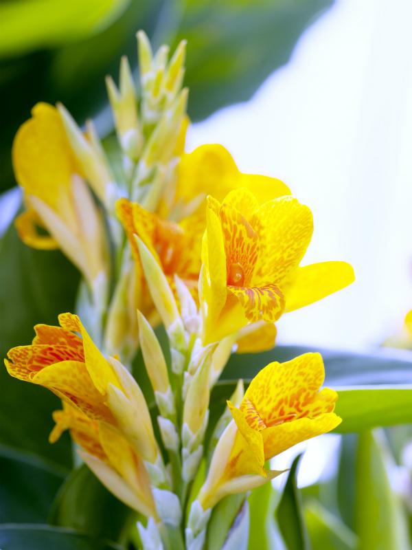 Bloemriet Mooiwatplantendoen.nl