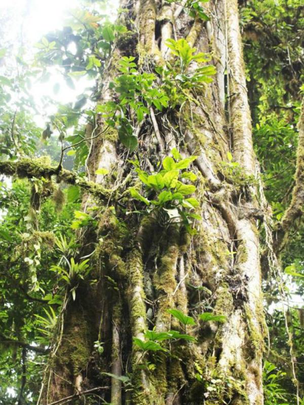 Costa Rica’s unieke flora hotspots Mooiwatplantendoen.nl